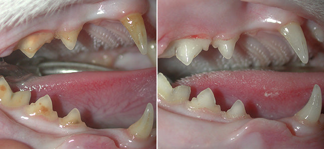 cat-before-after.jpg__PID:eee97a8f-eb78-4dbf-a5d4-a80a50817e16